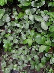 Fittonia albivenis