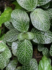 Fittonia albivenis