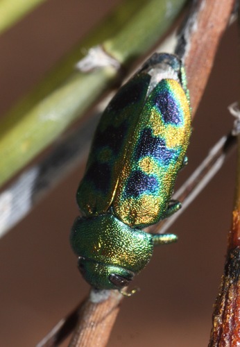 Knowltonia atrifasciata