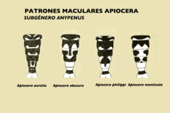 Apiocera philippii