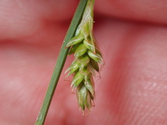 Carex canescens