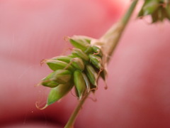 Carex canescens