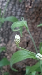 Isocarpha oppositifolia achyranthes