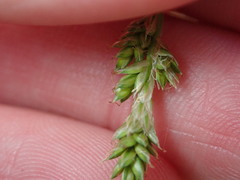 Carex canescens
