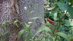 Isocarpha oppositifolia achyranthes