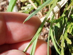 Carex canescens