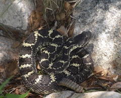 Crotalus cerberus