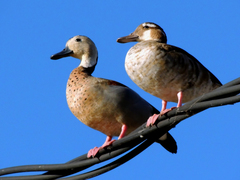 Ringed Teal photo 2