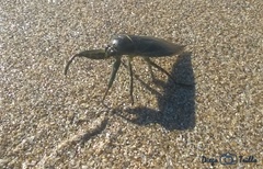 Lethocerus annulipes