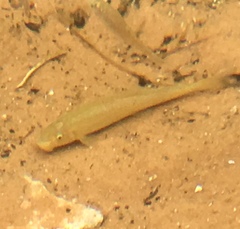 Catostomus