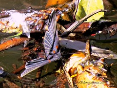 Melanis cephise