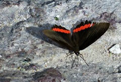 Biblis