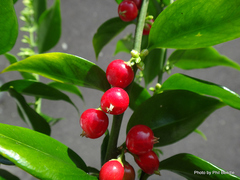 Sarcococca ruscifolia