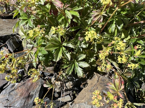 Alchemilla sericea, photograph 5