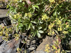 Alchemilla sericea, photograph (c) Katrin Simon, some rights reserved (CC BY)