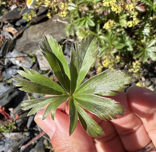Alchemilla sericea, photograph 6