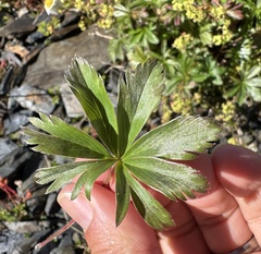 Alchemilla sericea, photograph (c) Katrin Simon, some rights reserved (CC BY)