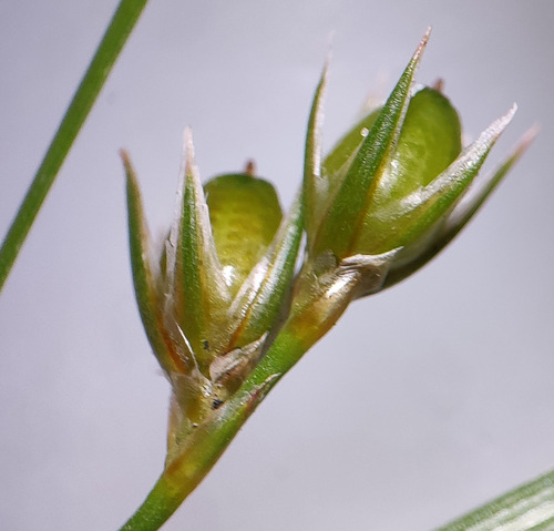 Juncus tenuis