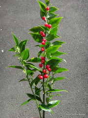 Sarcococca ruscifolia