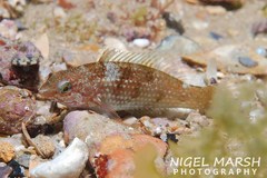 Lilac-Banded Parrotfish photo 3