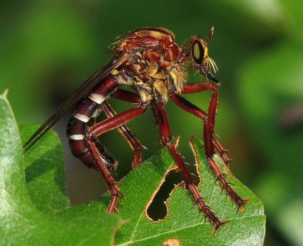 Dasypogoninae