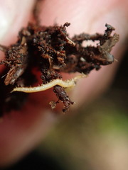 Schendyla nemorensis