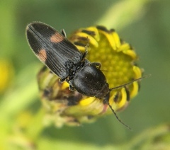 Cardiophorus biguttatus