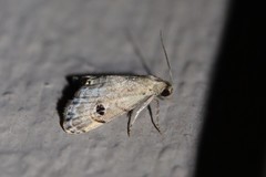 Abablemma brimleyana