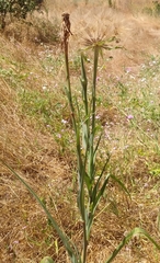 Tragopogon porrifolius