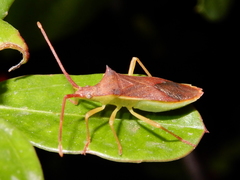 Gonocerus insidiator