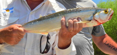 Rhaphiodon vulpinus