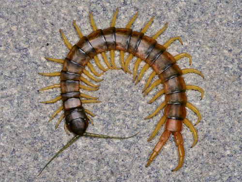 Mediterranean Banded Centipede
