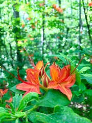 Rhododendron calendulaceum