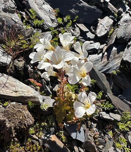 Image of Siberian Saxifrage (Saxifraga sibirica) by (c) Katrin Simon, some rights reserved (CC BY)
