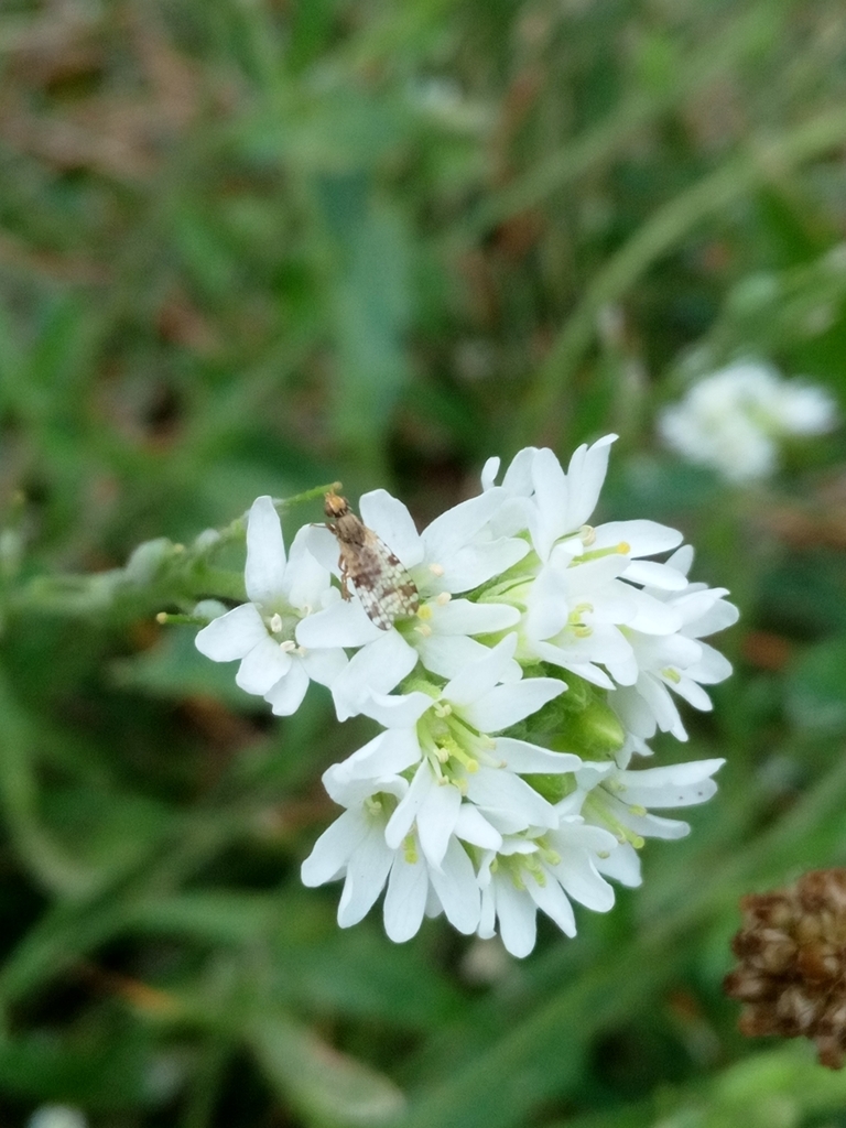 Bur-marigold Fly