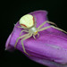 Goldenrod Crab Spider - Photo (c) Robby Deans, some rights reserved (CC BY-NC), uploaded by Robby Deans