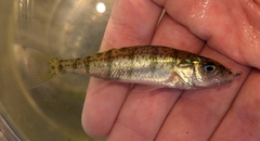 Yellow Perch photo 2