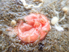 Cnemidocarpa finmarkiensis