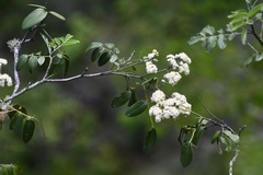 Rhus vestita