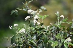 Rhus vestita