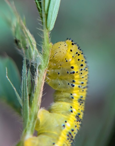 Cloudless Sulphur photo 6