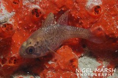 Vincentia conspersa