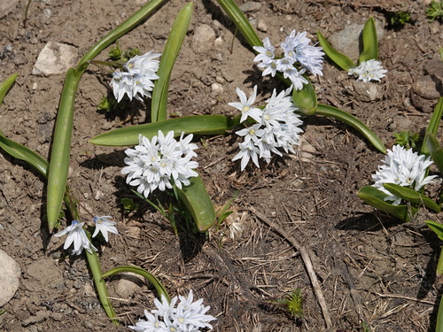 Puschkinia bilgineri