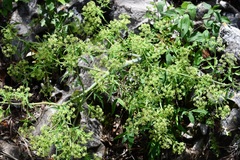 Prionosciadium nelsonii
