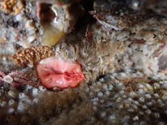 Cnemidocarpa finmarkiensis