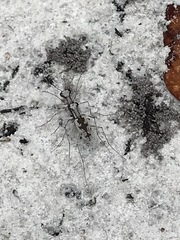 Ellipsoptera hirtilabris