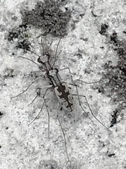 Ellipsoptera hirtilabris