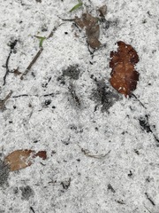 Ellipsoptera hirtilabris