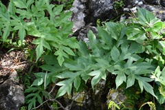 Prionosciadium nelsonii