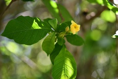 Tabernaemontana hannae